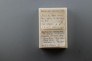 Media type: image;   Malacology 192121 Description: Specimen labels;  Aspect: Labels